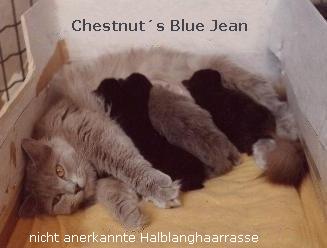 Chestnuts Blue Jean