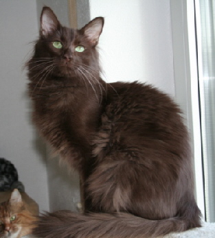 Isik Kedisi Apollo