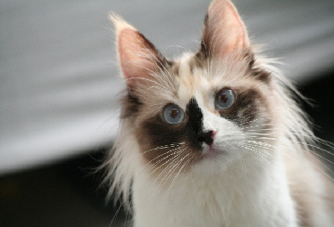Kazue