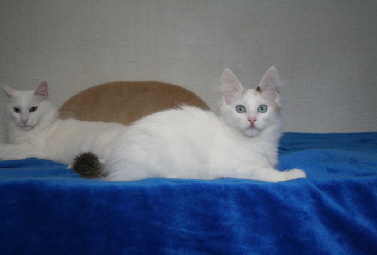 Meet Me In Kyoto