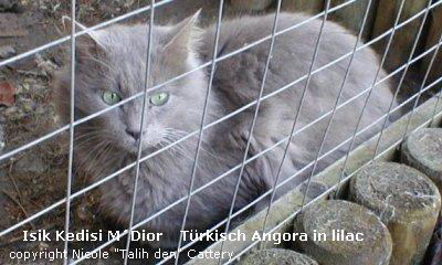 Isik Kedisi MDior