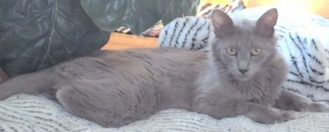 (c) Muhammet's Kedi