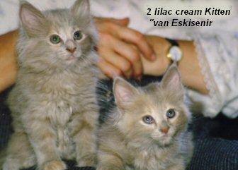 Kitten van Eskisenir