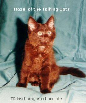 Hazel of the Talking Cats