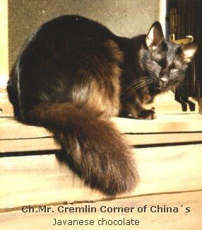 Mr.Cremlin Corner of China ( Chocolate Oriental Longhair)