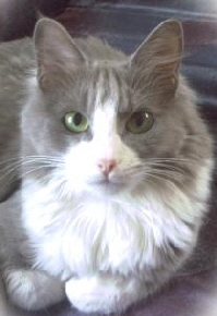(c) Muhammet's Kedi