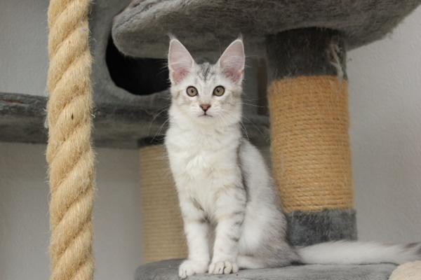 Kedi Anamur's Sun Moon & Stars