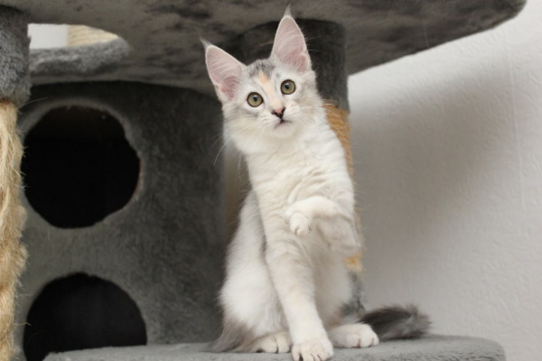 Kedi Anamur's Silver Pixie