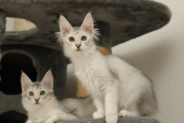 Kedi Anamur's Scarlett O'Hairy