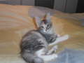 Kedi Anamur's Aspasia