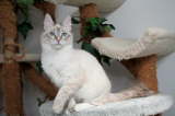 Kedi Anamur's Peppermint Patty