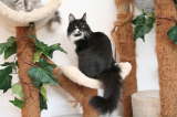 Kedi Anamur's Faelynn