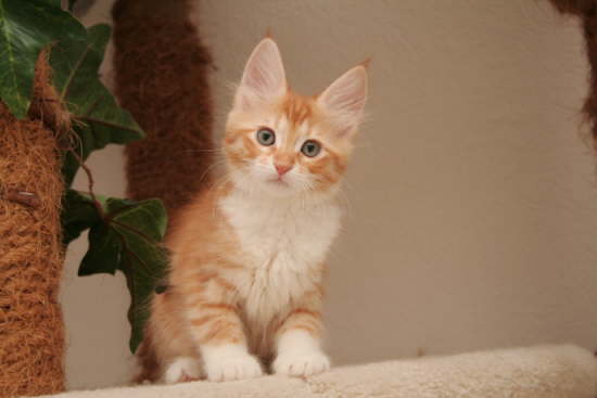 Kedi Anamur's It's A Lovesong