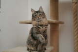 Kedi Anamur's Needful Things