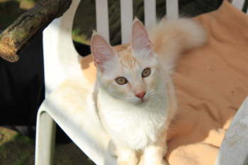 Kedi Anamur's Lunar City