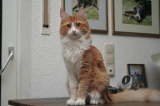 Kedi Anamur's New York Set Alight