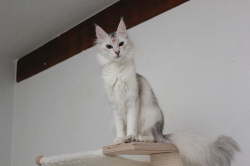 Kedi Anamur's Lost In Space
