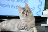 Kedi Anamur's It's A Lovesong