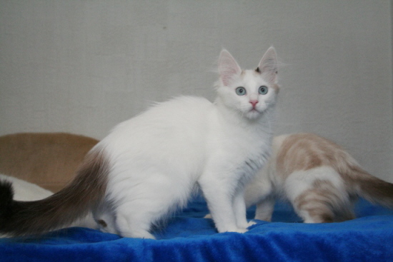 Kedi Anamur's Meet Me In Kyoto